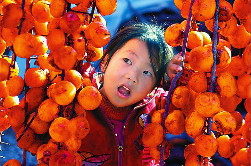 又到柿子火红时